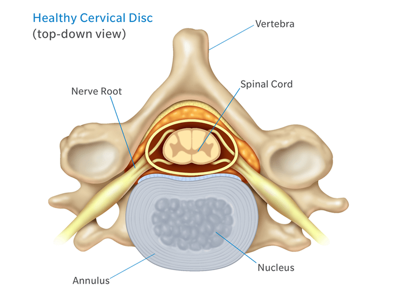 The structure of the intervertebral disc